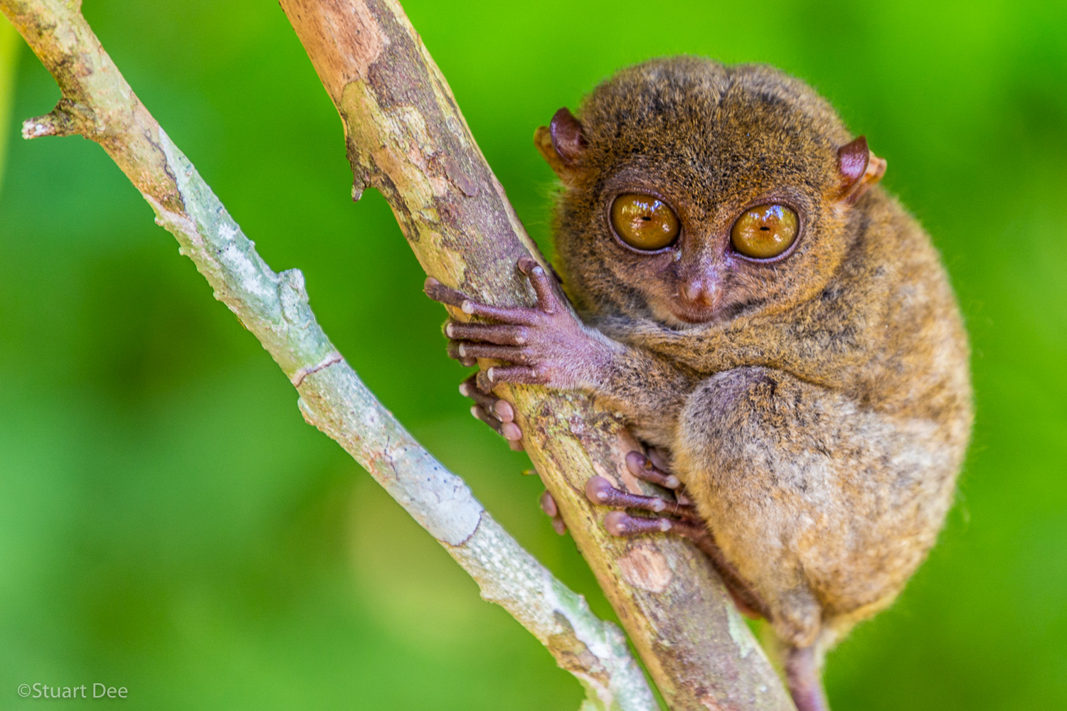 Bohol, Philippines
