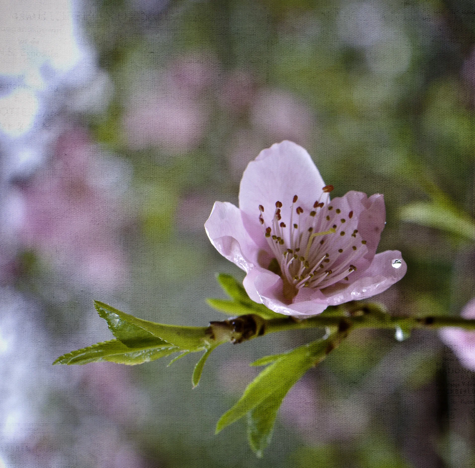 DSC_3966posttex-2.jpg