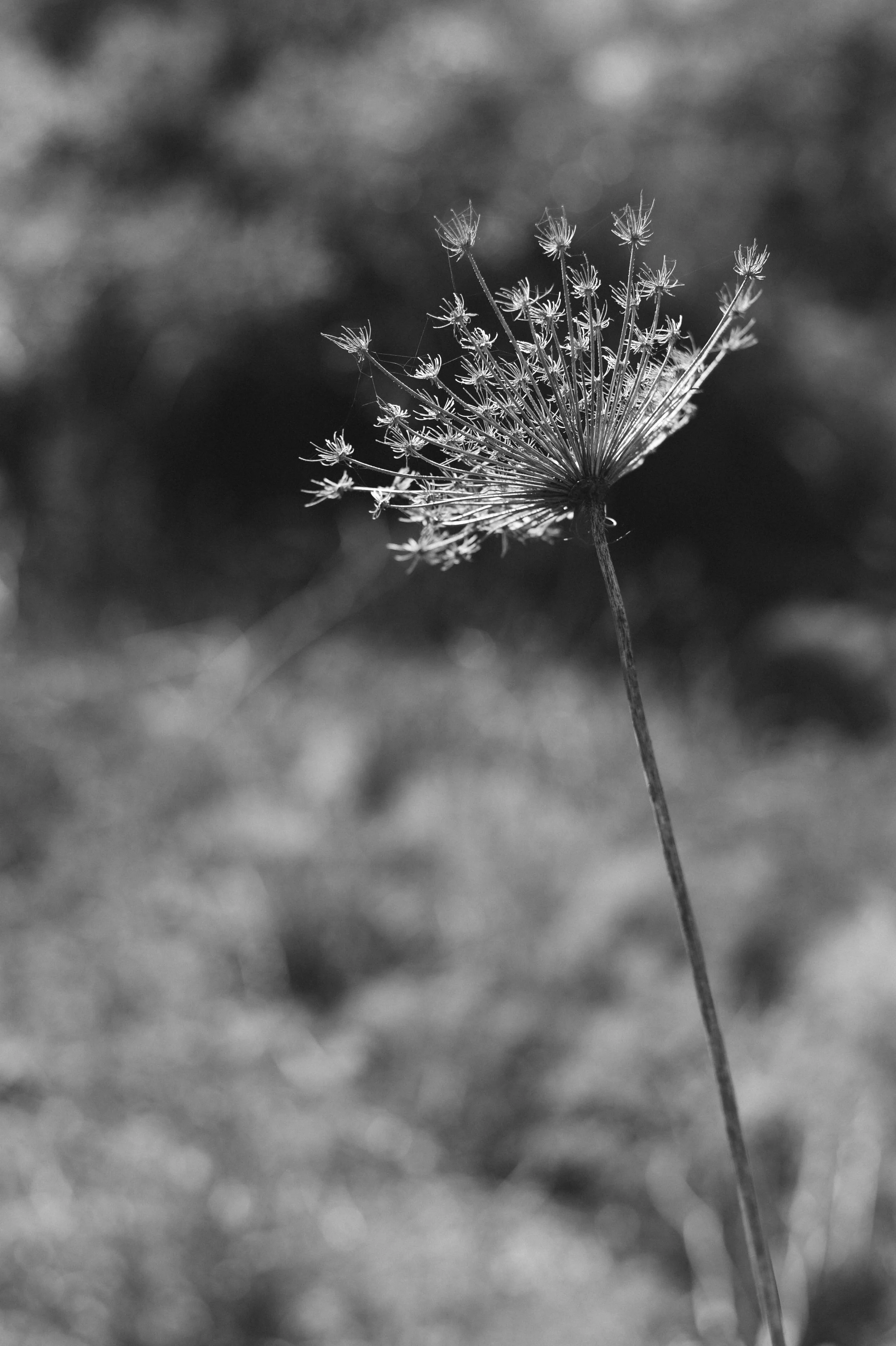 DSC_0744.jpg