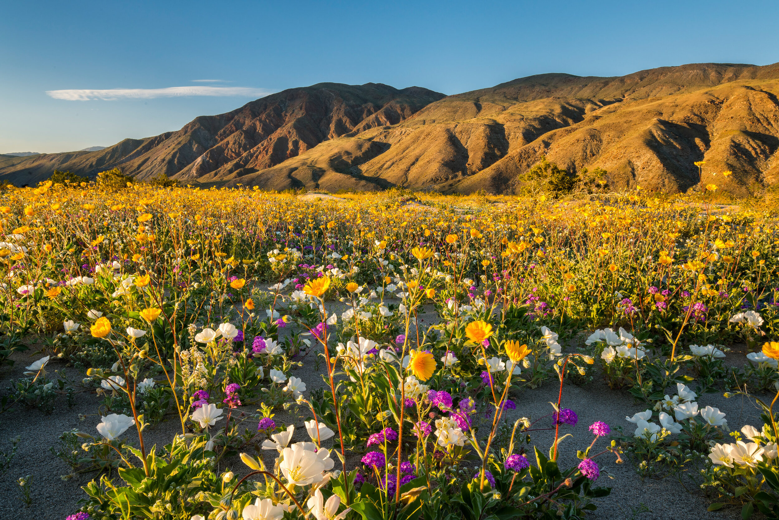 Wildflowers In Spring Bloom Anza Borrego Desert State Park California Stephen Matera Photographer