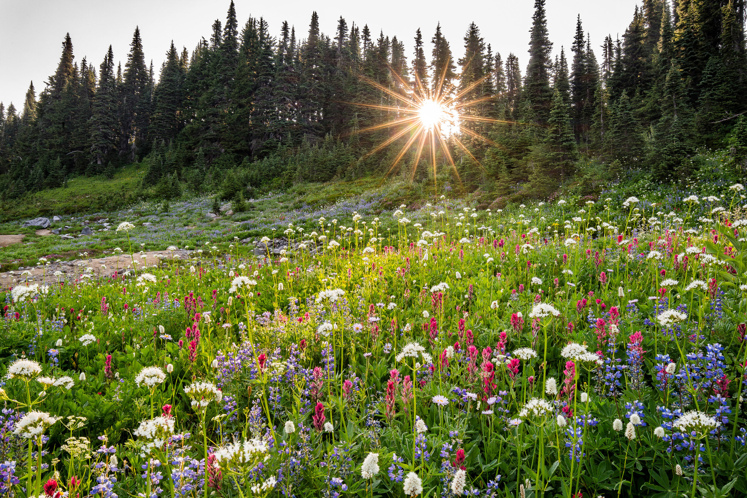 Wildflowers at Mt. Rainier National Park in midsummer, Washington