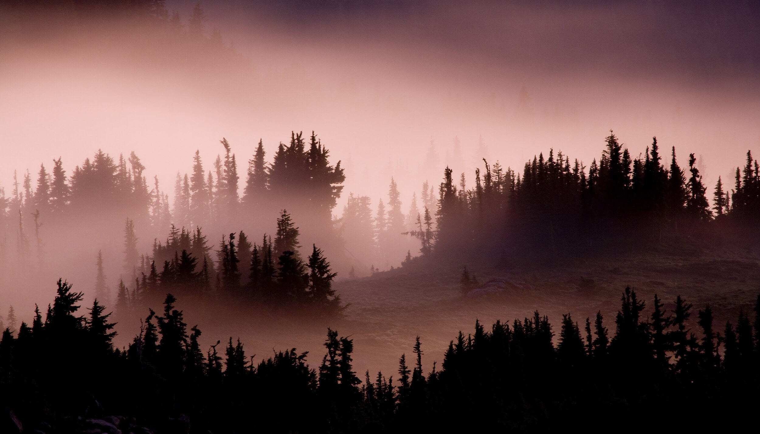  Landscape: Clouds hover through trees and mountains at sunset, Spary Park, Mt. Rainier National Park, Washington, United States 