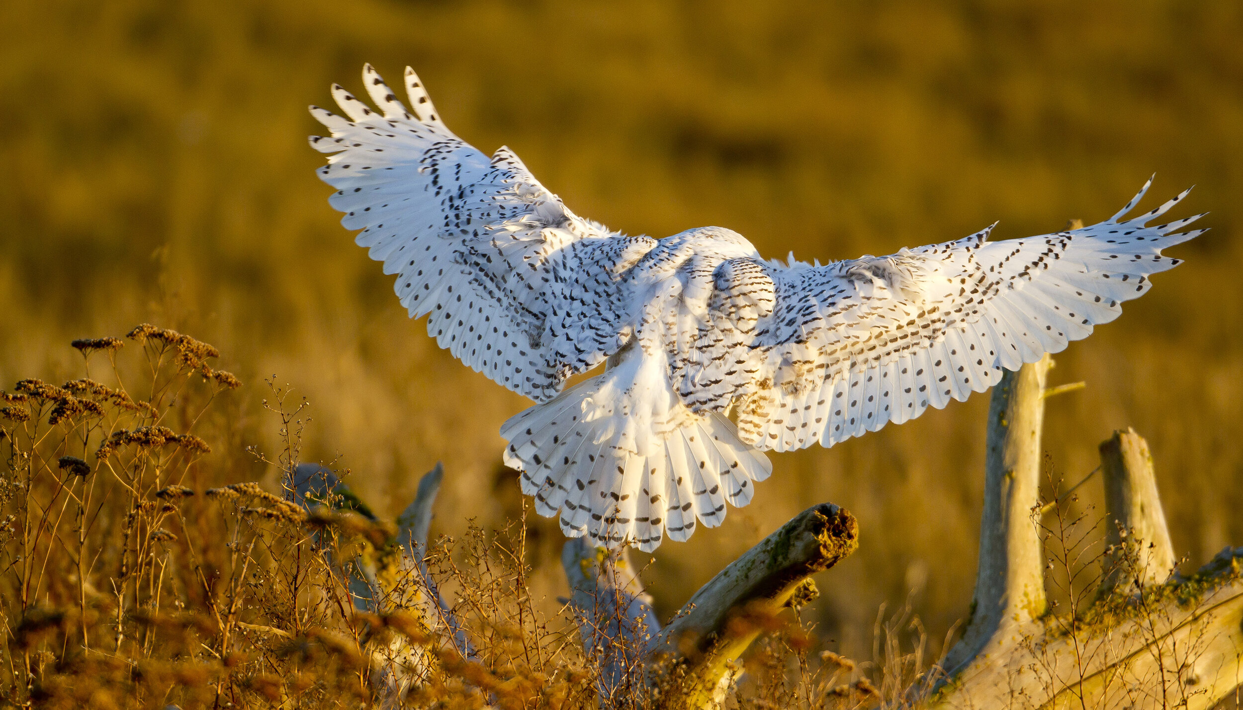  Wildlife: Snowy Owl (Bubo scandiacus) wintering at Boundary Bay, British Columbia, Canada 