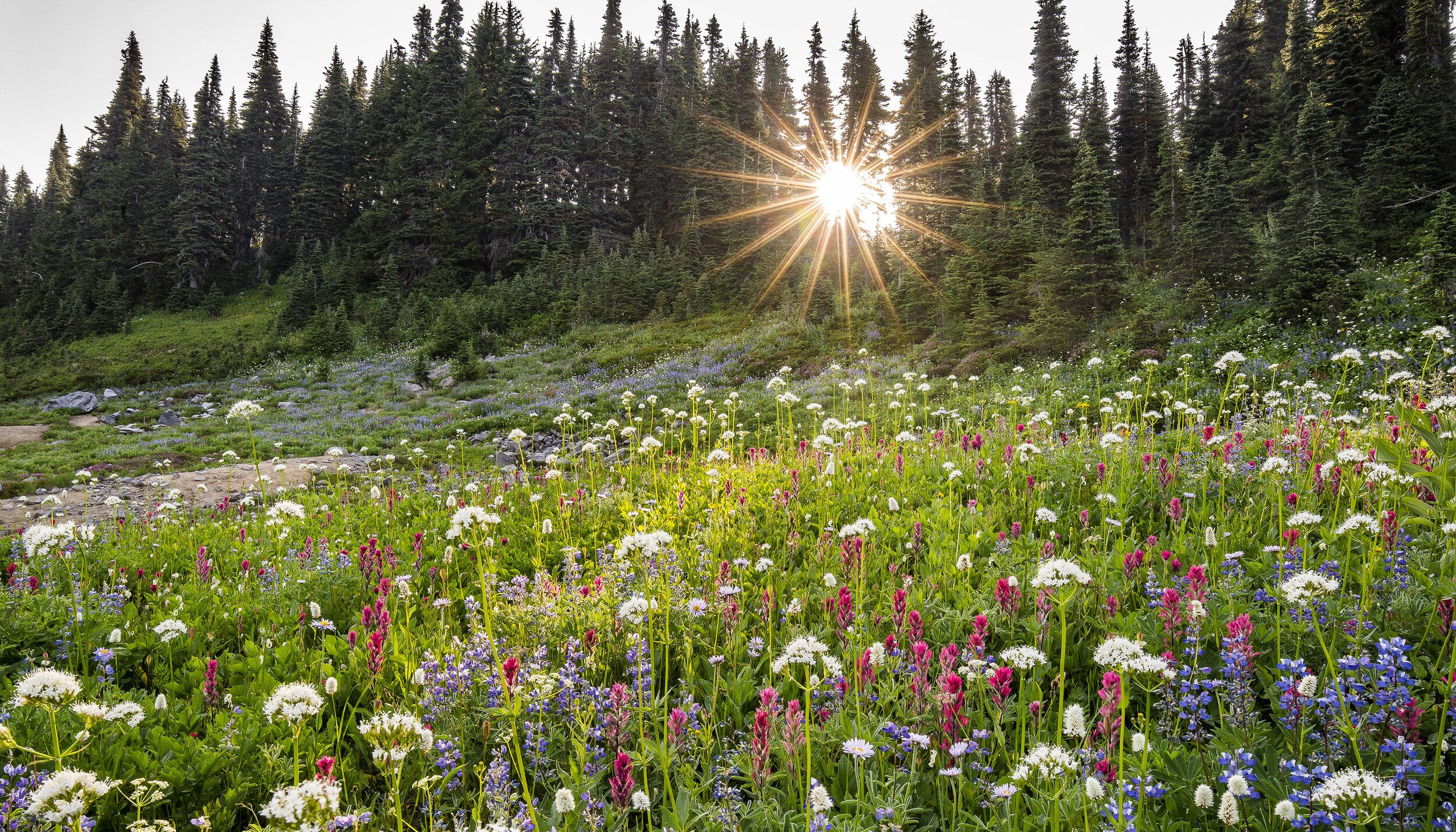  Landscape: Wildflowers at Mt. Rainier National Park in midsummer, Washington 