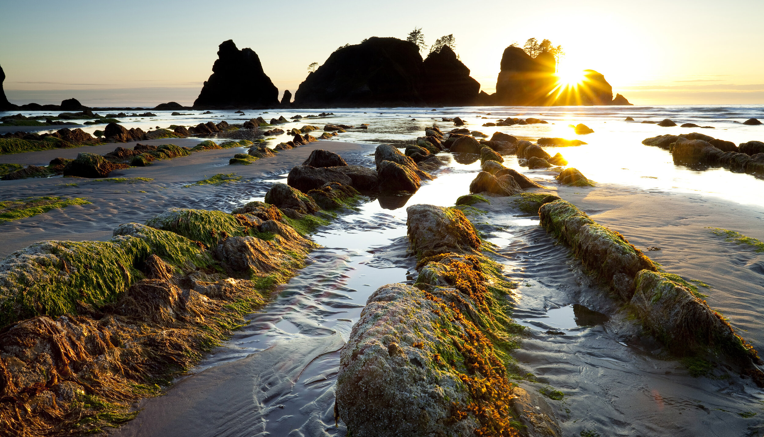  Landscape: Seastacks at sunset, Point of the Arches, Shi Shi Beach, Olympic National Park, Washington, United States 