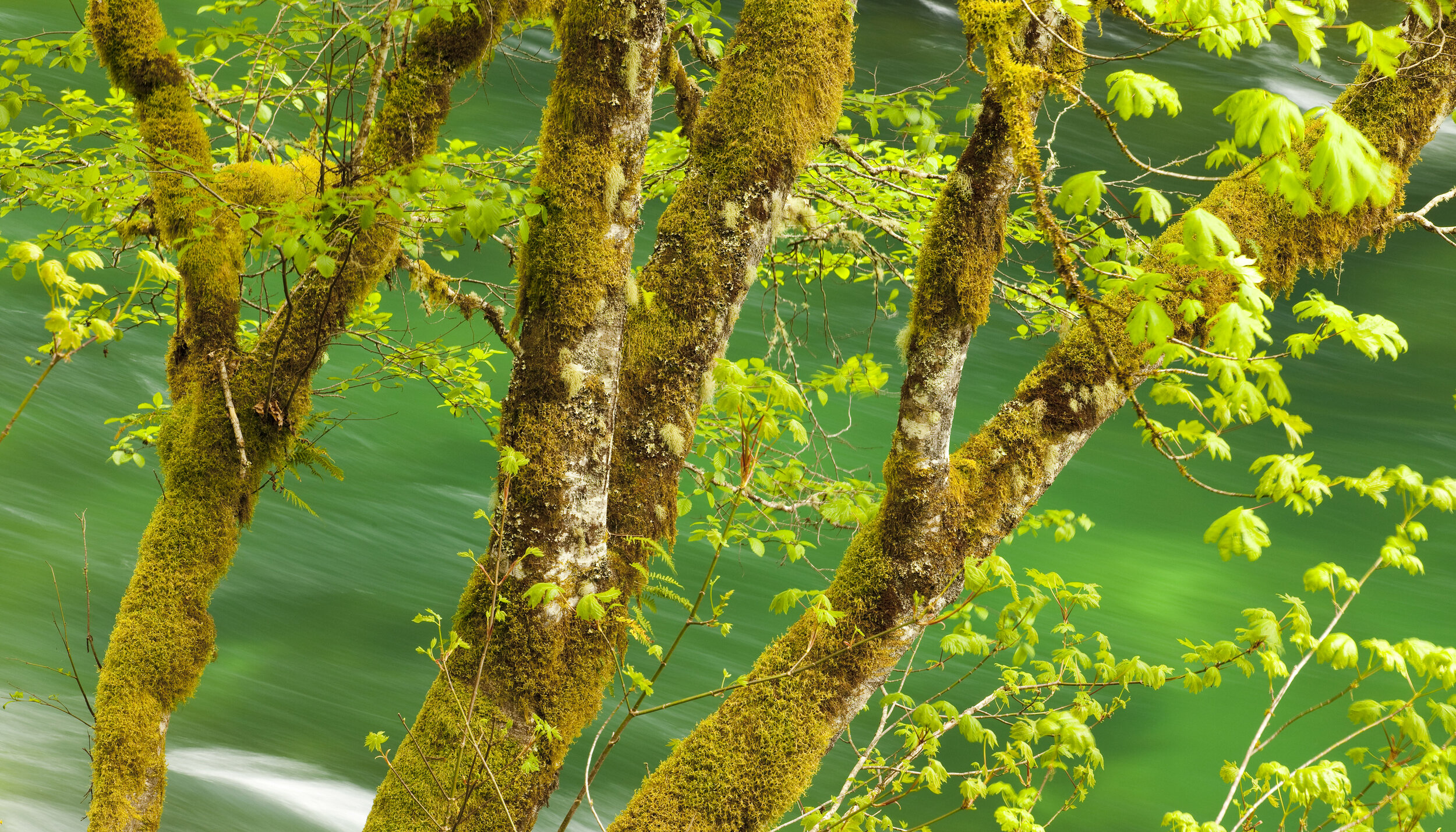  Landscape: Moss covered Big Leaf maple trees hang over the Skagit River in spring, North Cascades, Washington, United States 