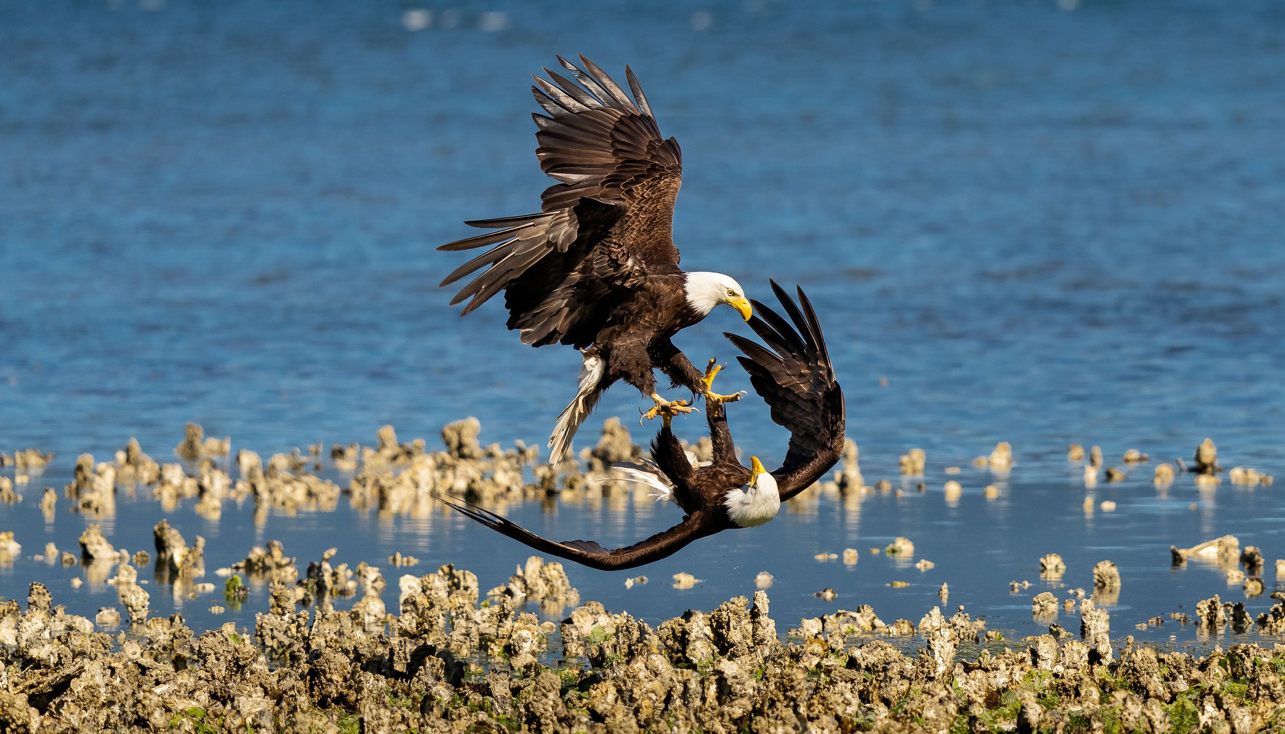  Wildlife: Bald eagles feeding at low tide along the Hood Canal, Olympic Peninsula, Washington 