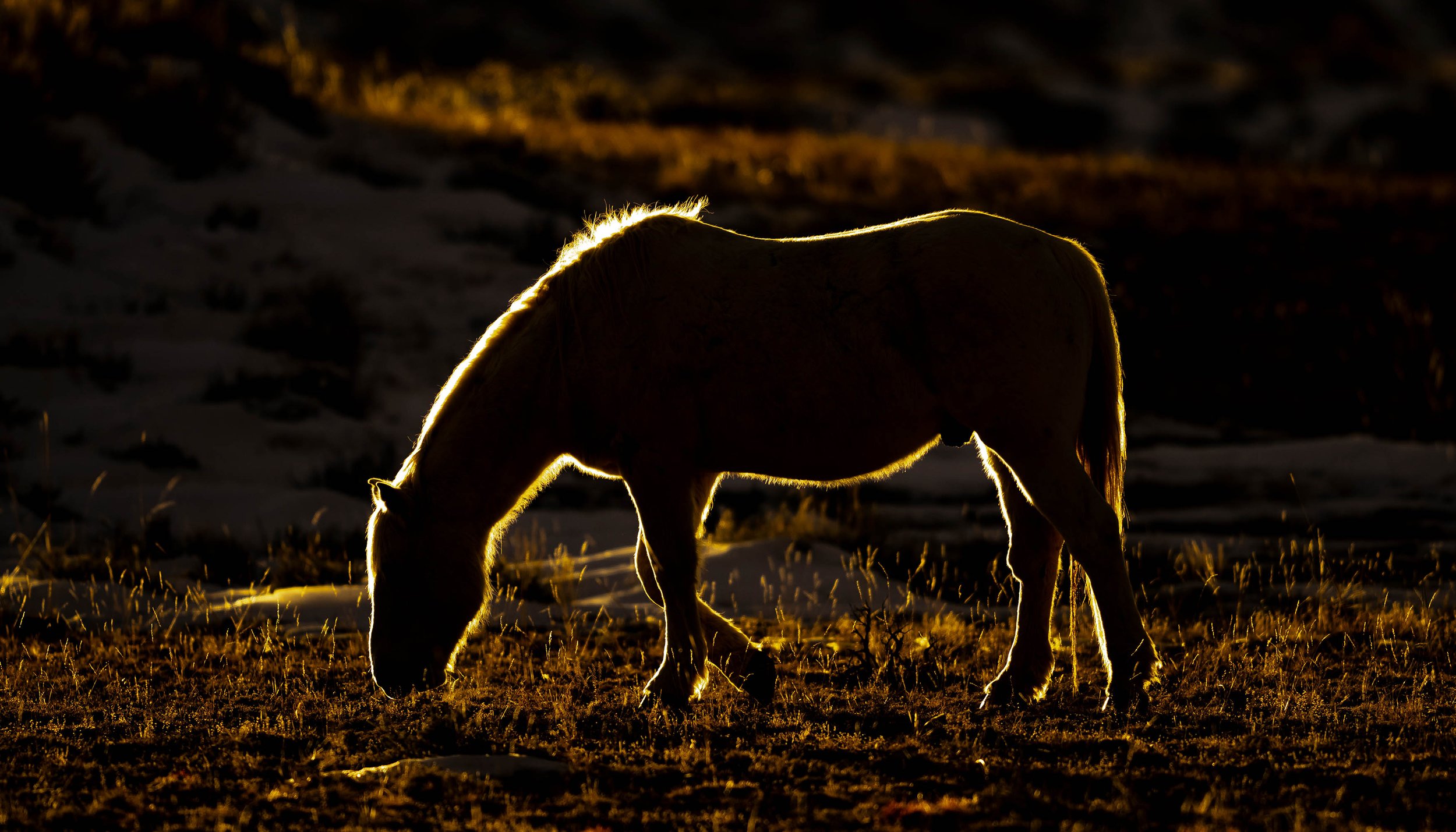 matera wildlife photography wild horse dfl11-197.jpg