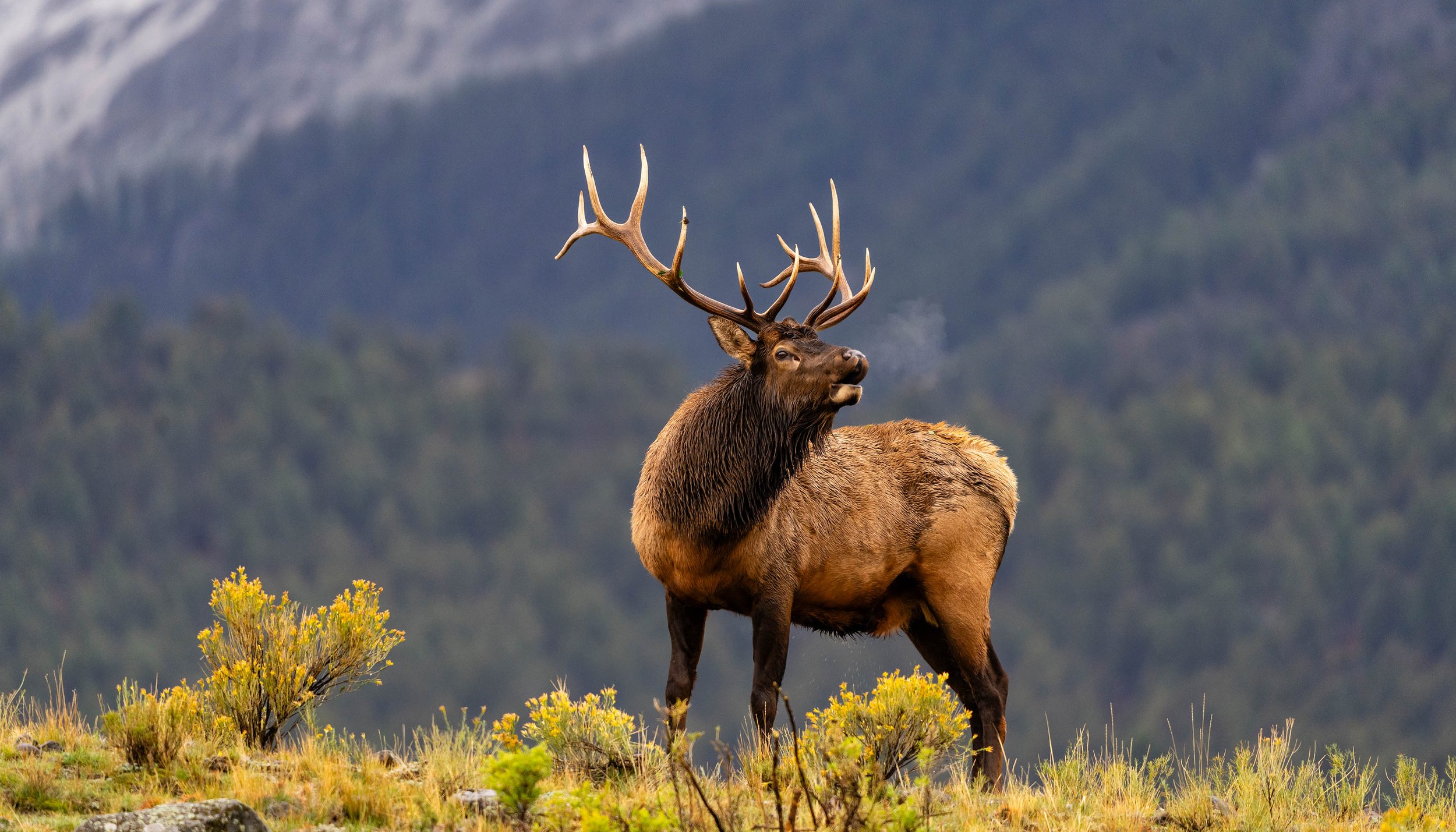 matera wildlife photography yellowstone elk dfl12-078.jpg