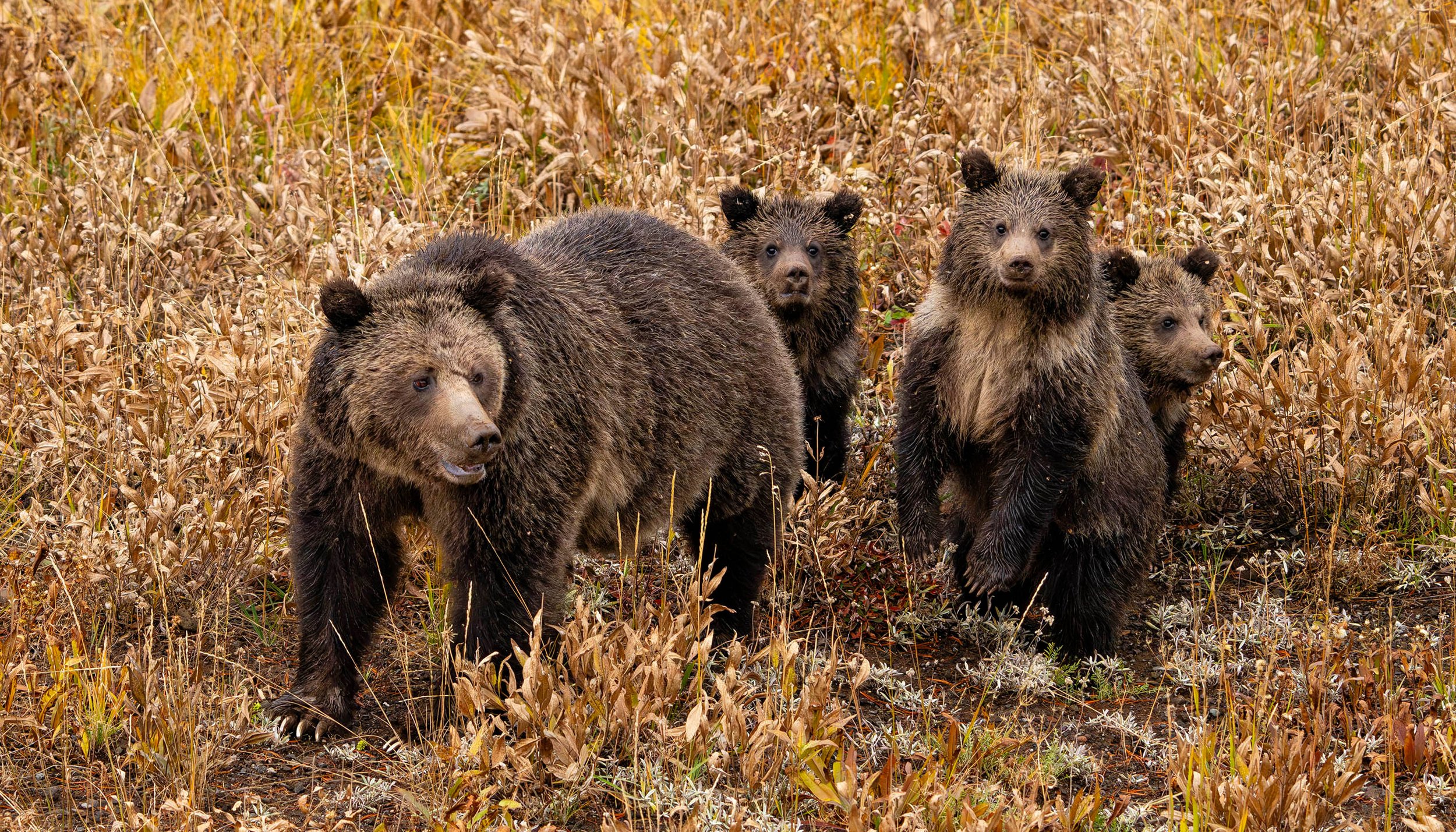 matera landscape photographer autumn grizzly bear yellowstone national park wyoming dfl12-105.jpg