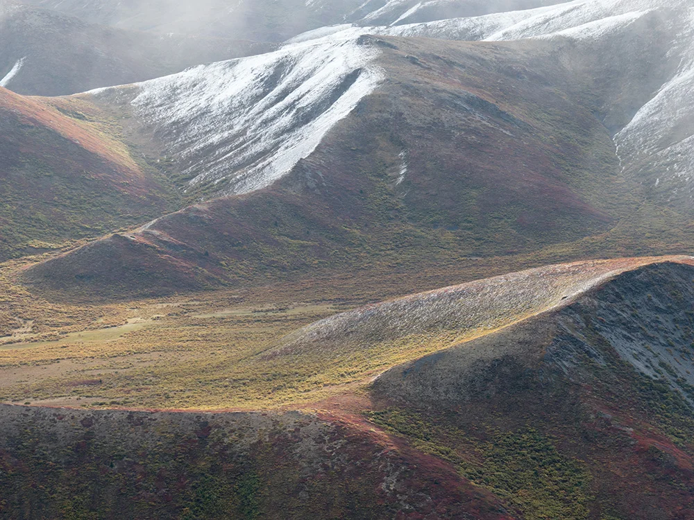 Tundra Fall Colors, Ogilvie Mountains (Tombstone Territorial Park), Yukon Territory