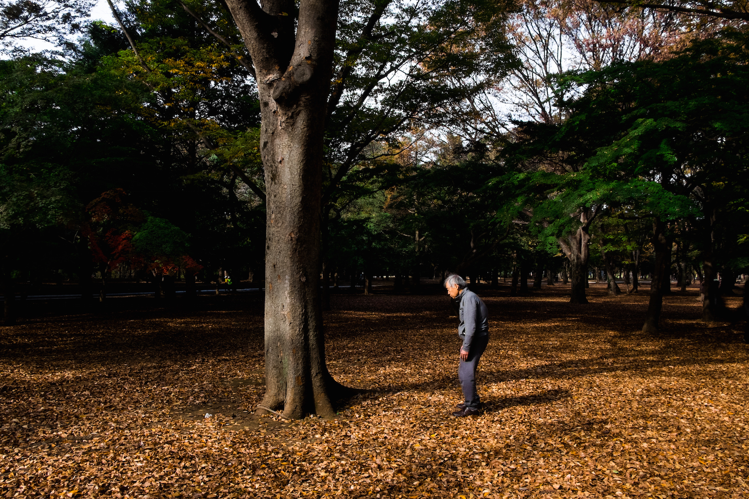 yoyogi-park_15622201849_o.jpg