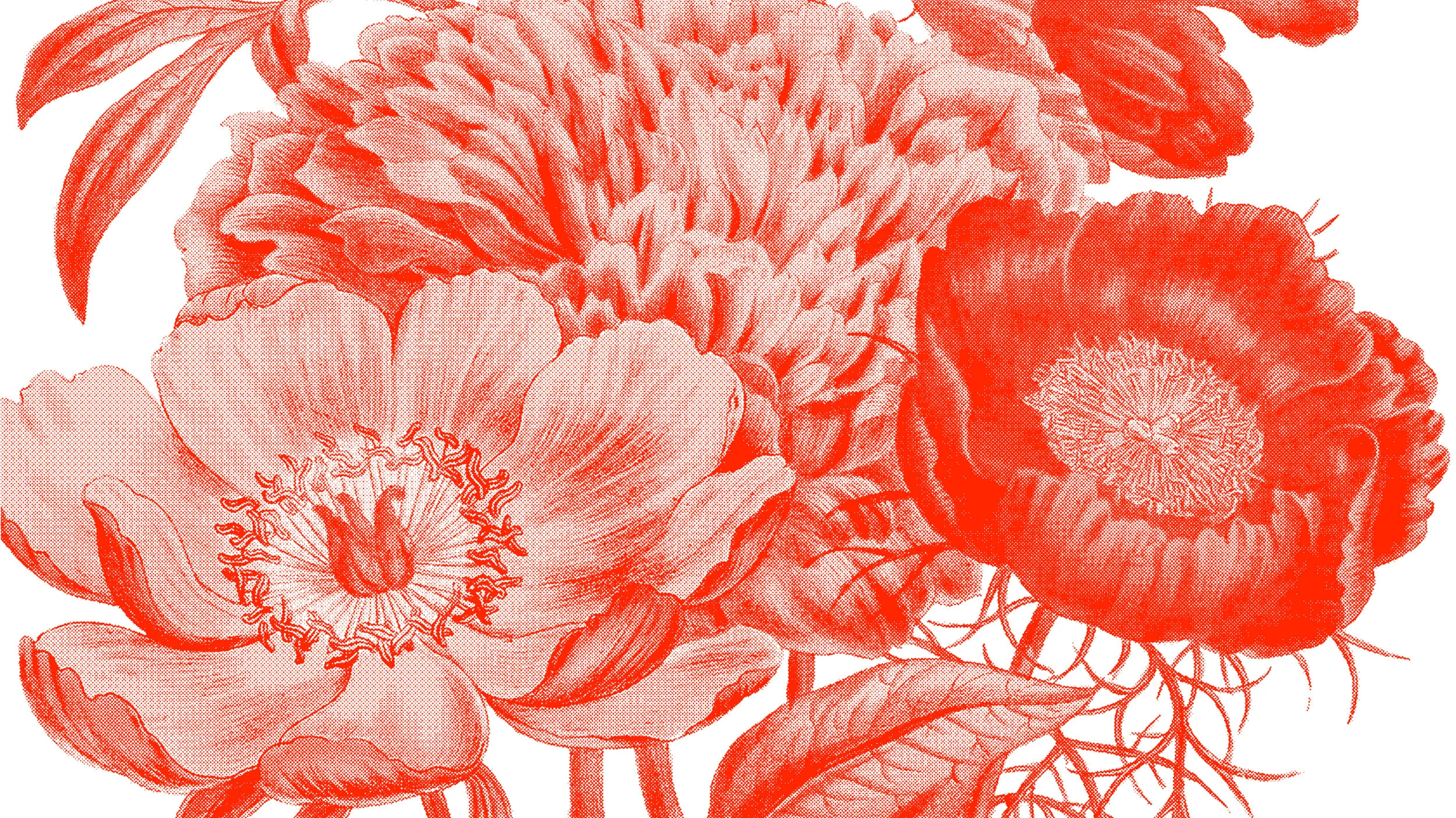 SUNSHINE_DESIGN_CREDS_2019_V2.jpg