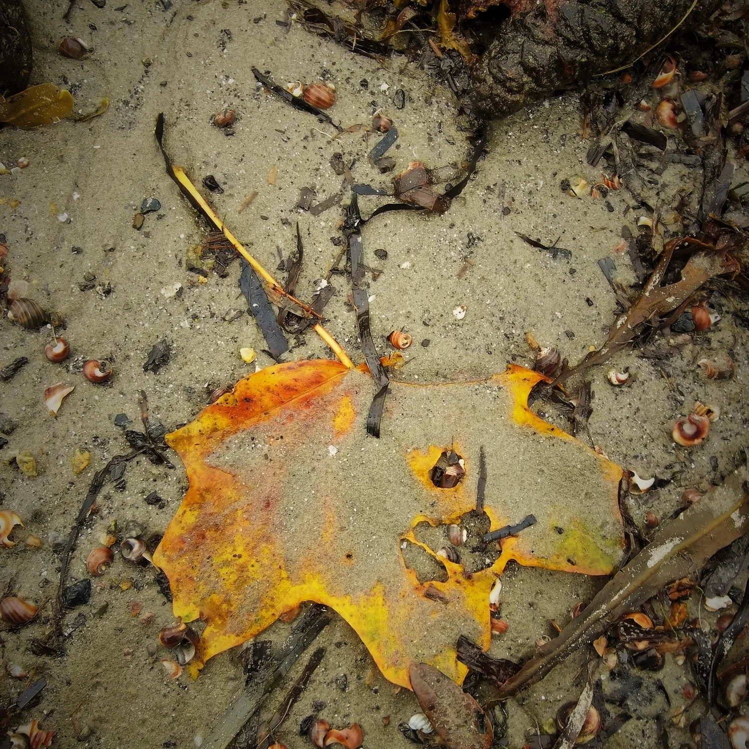 Leaf gleanings at the beach . Michelle Geffken, 2014, paperblogging.com