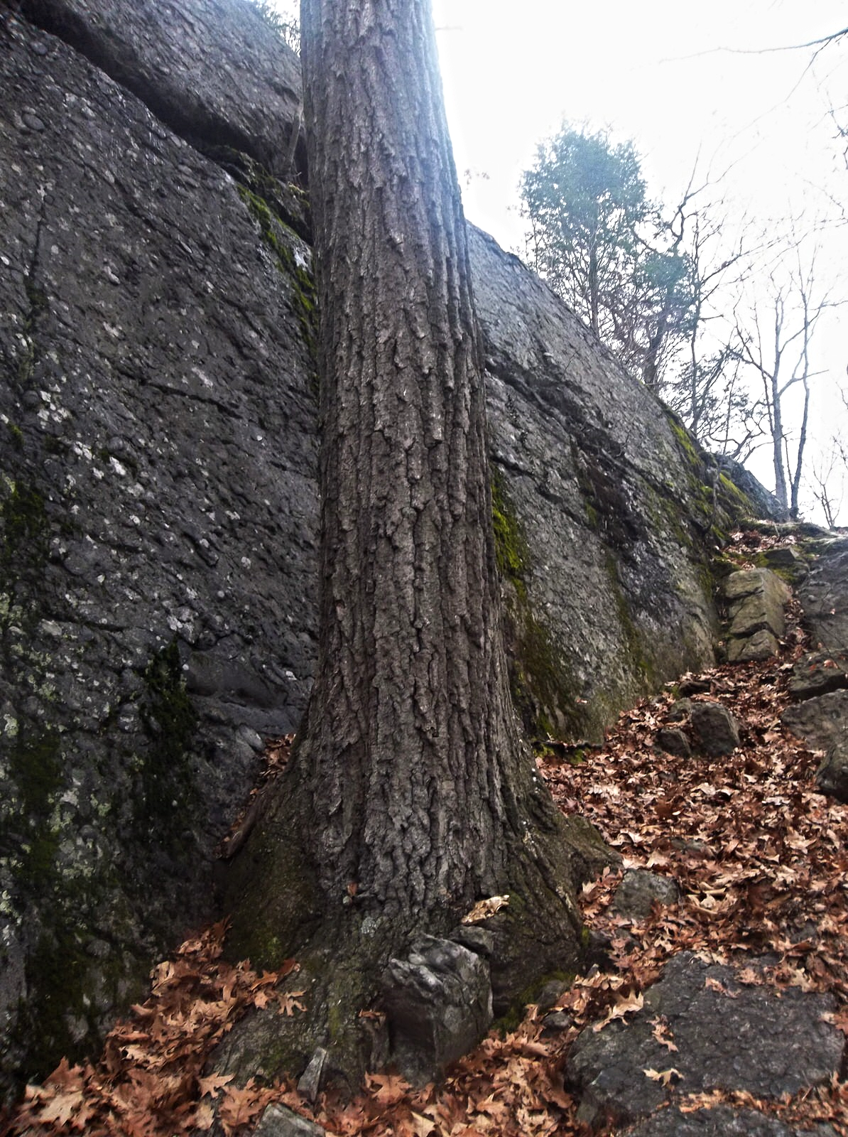 Way to the top! How long has that tree been growing there? And how can anything grow on the surface of a rock? Michelle Geffken, 2014