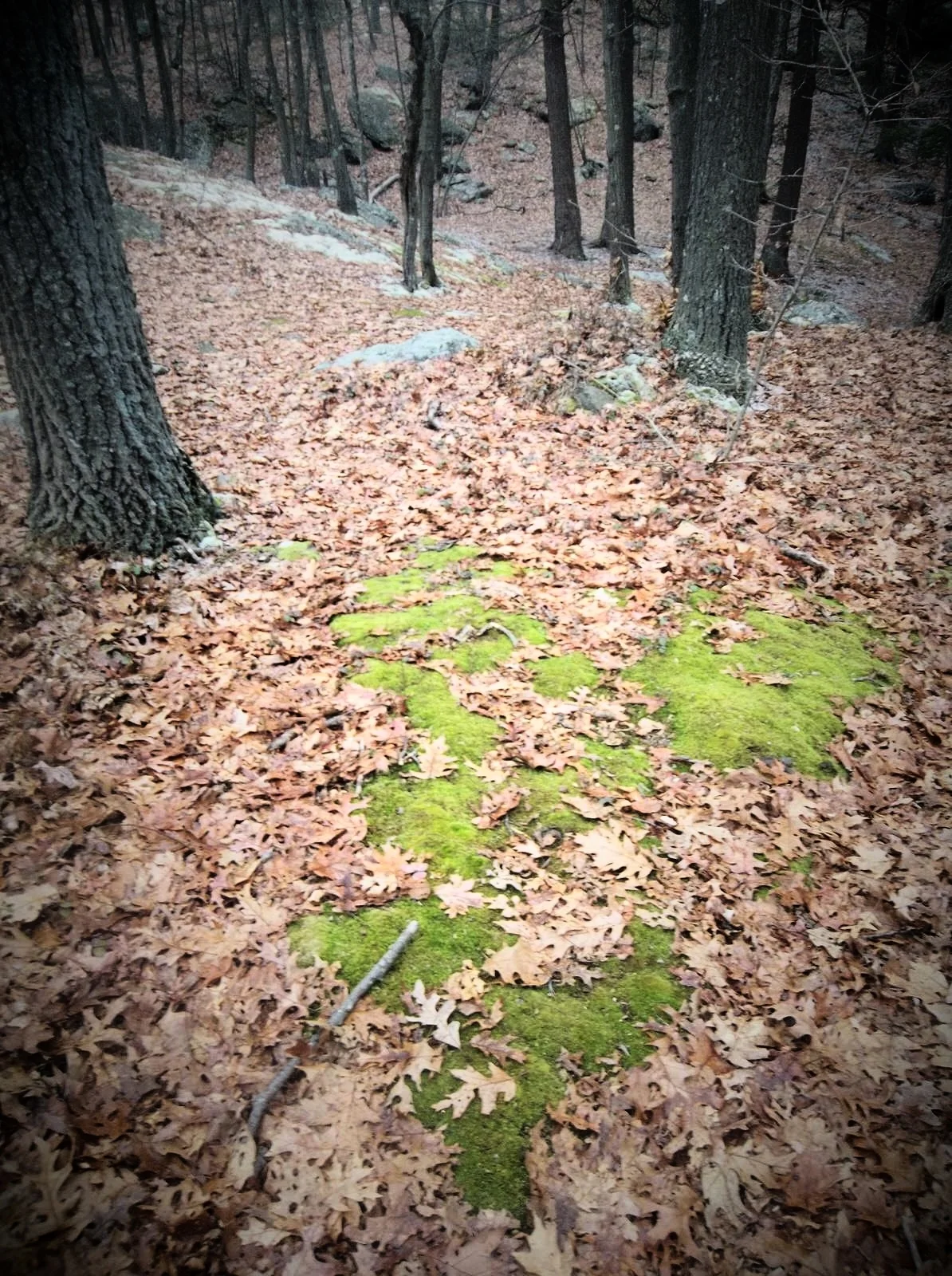 Rocky outcroppings of Roxbury Puddingstone, official stone of Massachusetts. Michelle Geffken, 2014