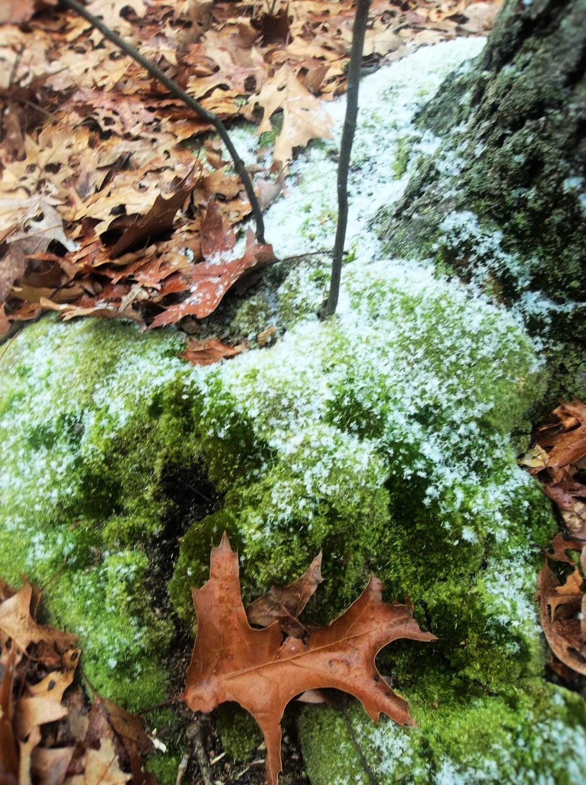 Spring-like moss, fall leaves and winter snow, in the woods. Michelle Geffken, 2014