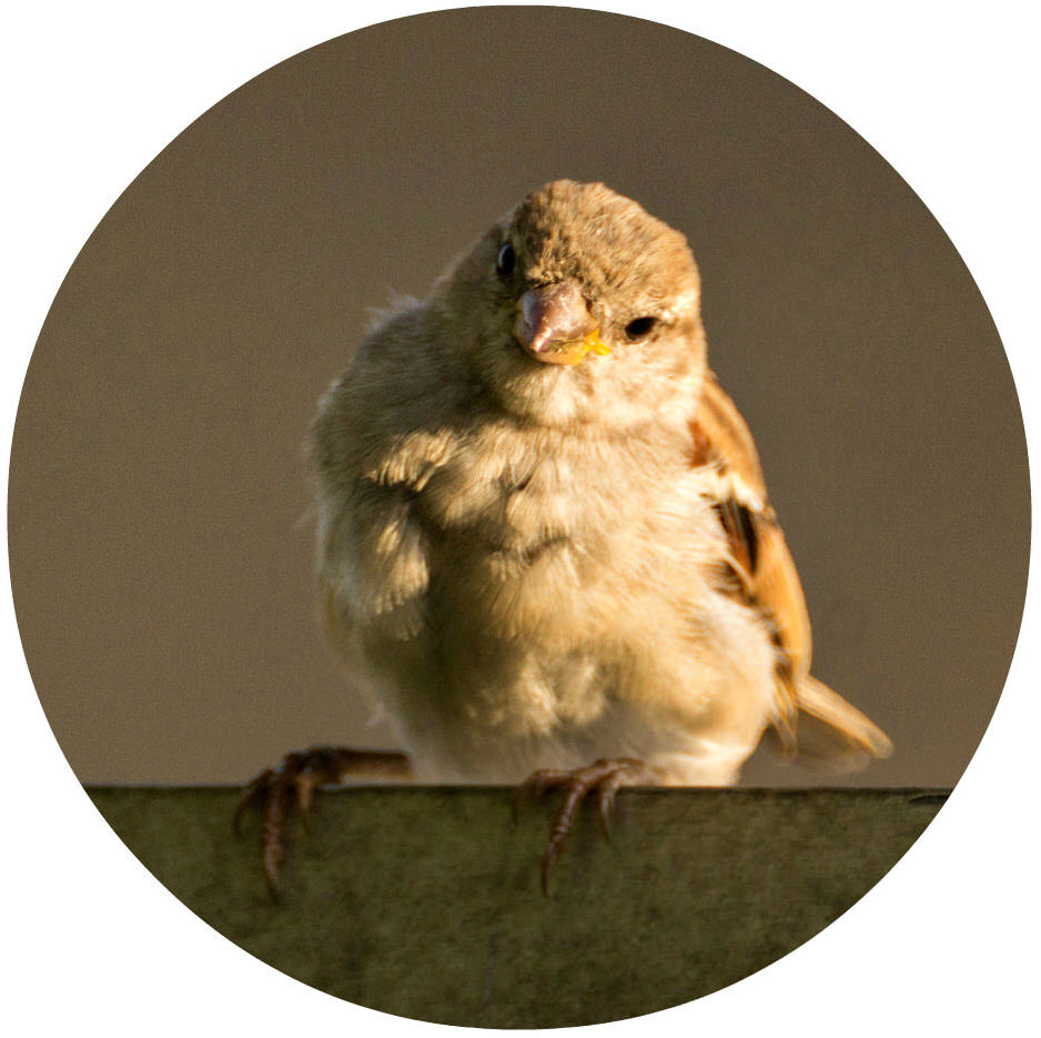 sparrow-circle.jpg