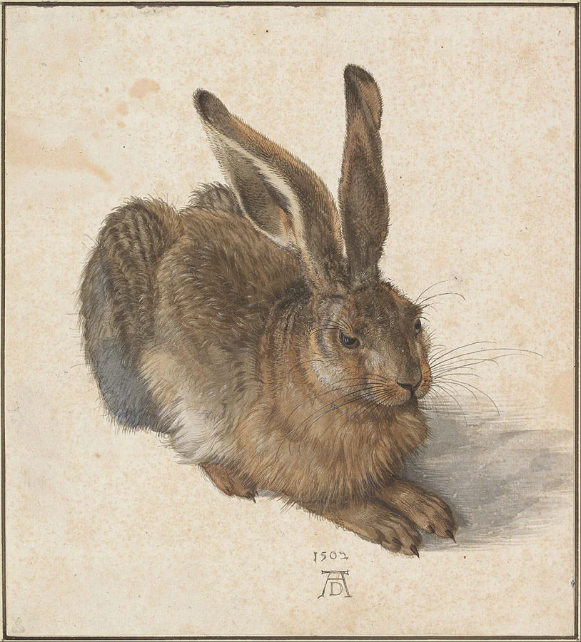 Albrecht Dürer - Hare, 1502 