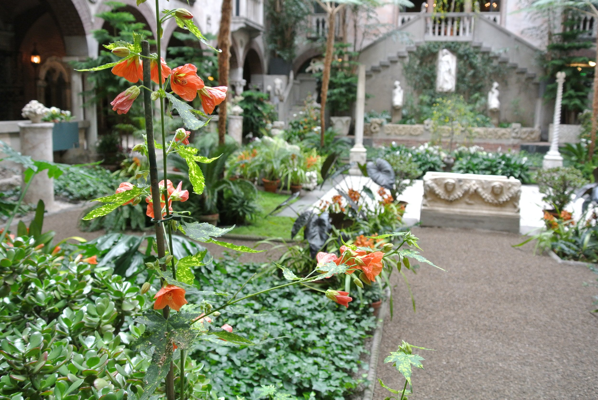 Courtyard-Winter-Flowers.JPG