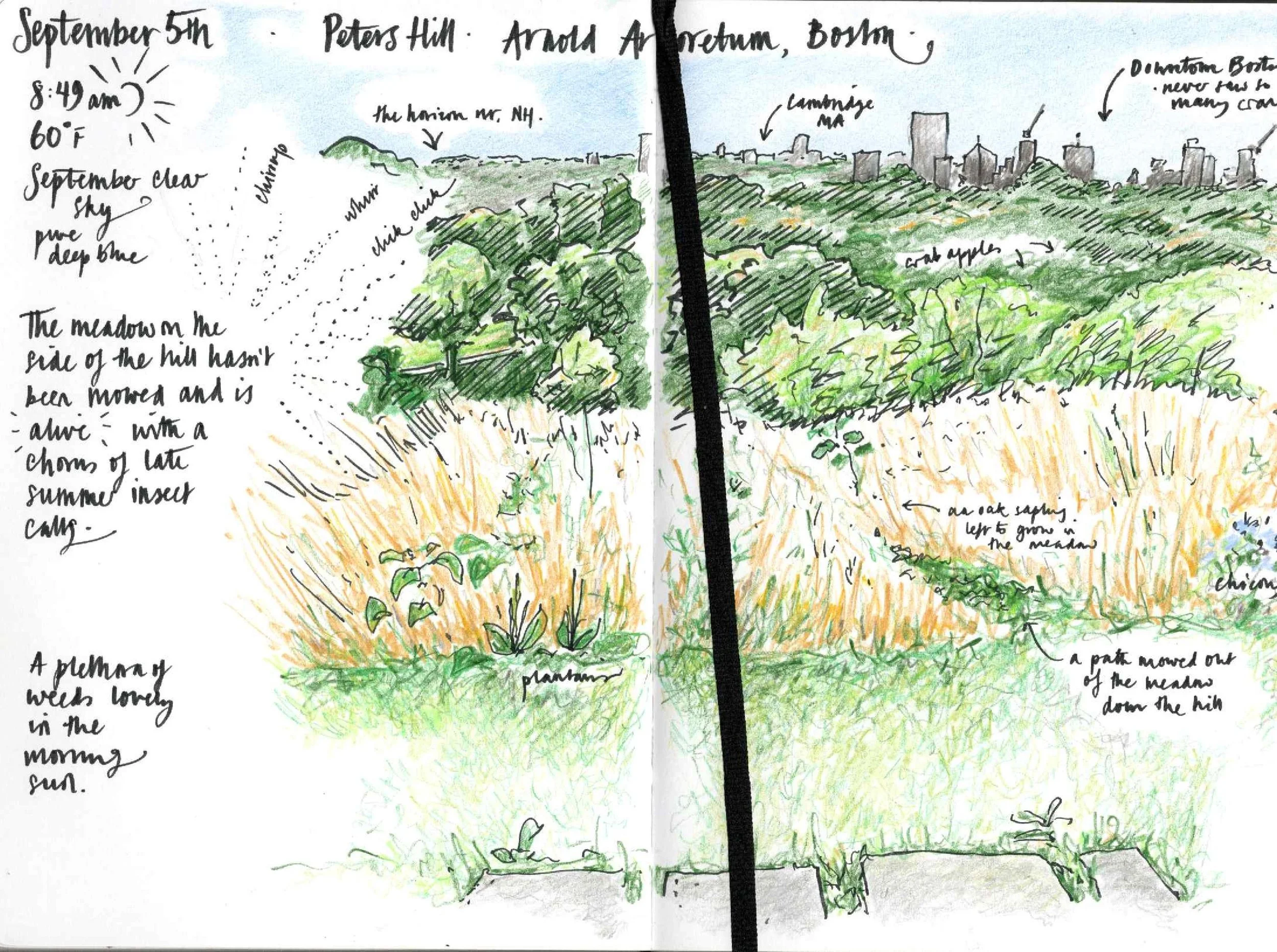 Go Outside & Touch Some Grass: the Fall Meadow