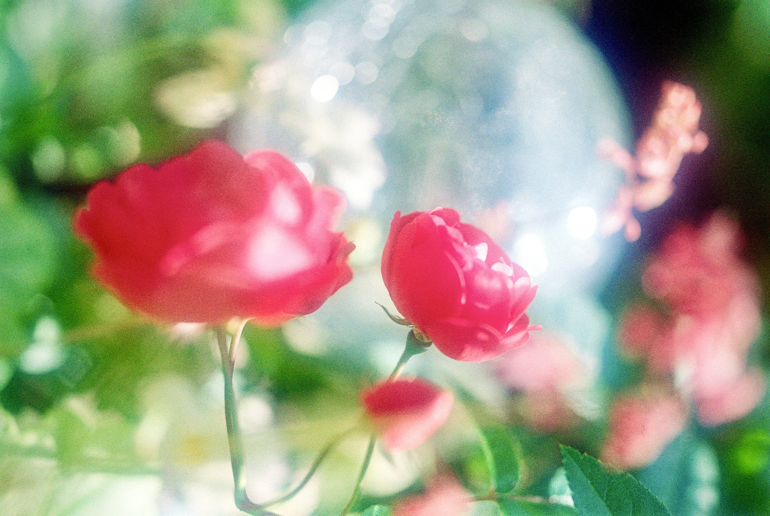 sl25_highres_05.jpeg