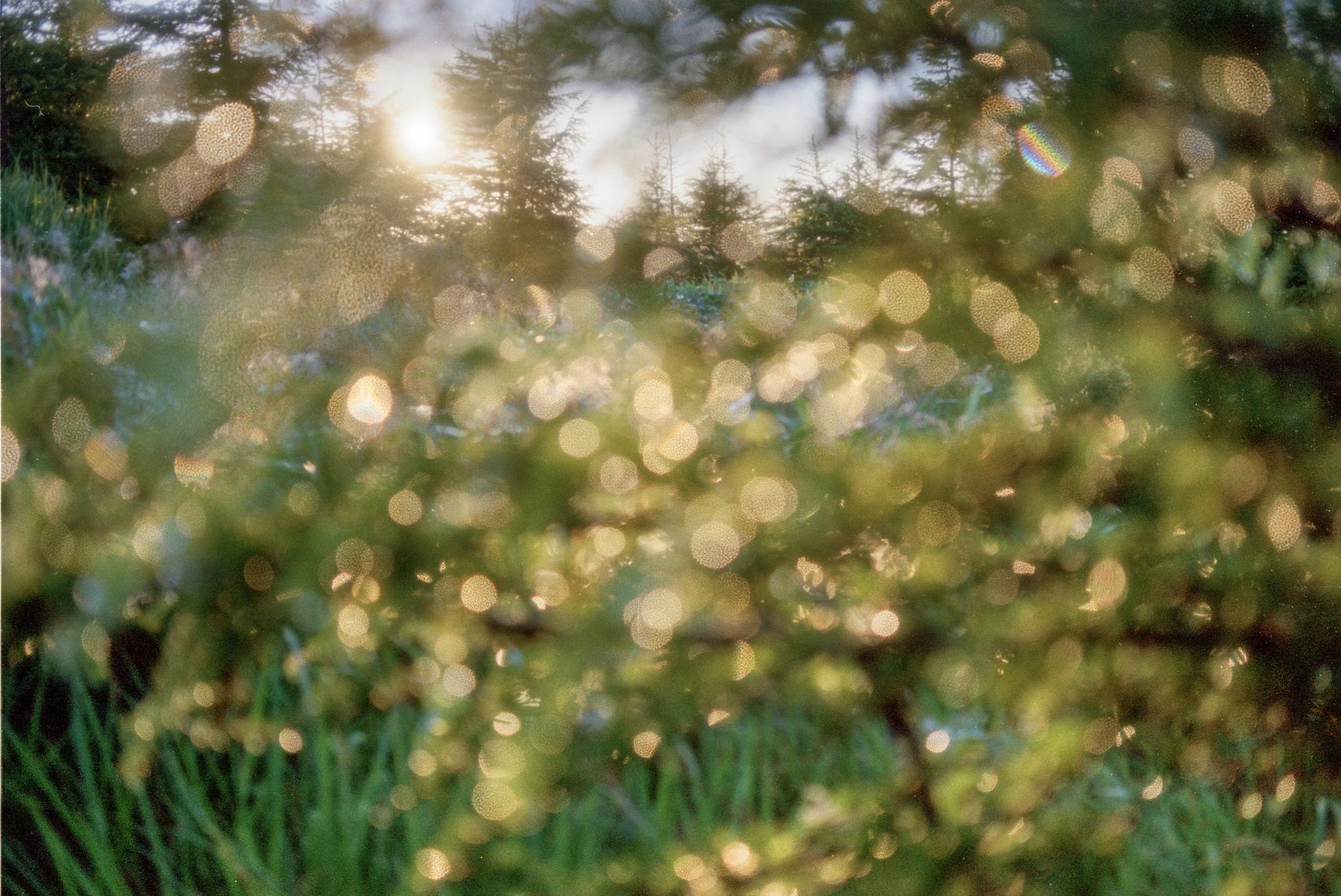 sl25_highres_37.jpeg