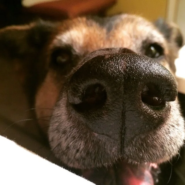 I had just fallen asleep when the storm hit. Jessie thought it wasn’t a rational time to be sleeping. #austin #austindog #panic #ugh via Instagram http://ift.tt/1BsNUQV
