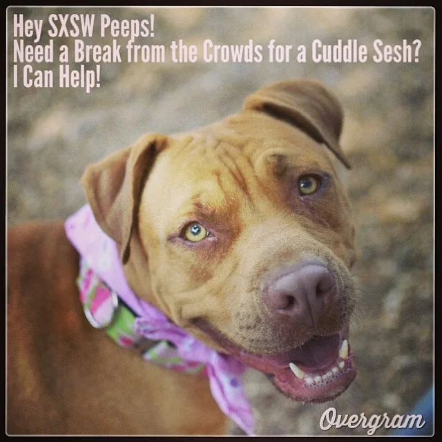 No #SXSW wristband required to cuddle with Melody! Come to kennel 34 at #TLAC (1156 Cesar Chavez in #ATX), take her to a playpen and get ready for some sweetness 🐾❤️ #Mutts #muttsrule #dogsofaustin #pitties #staffies #dogs #dogsrule #adoptme #austinanimalcenter #sxsw2014 #adoptdontshop–posted by skylinepetcare on Instagram