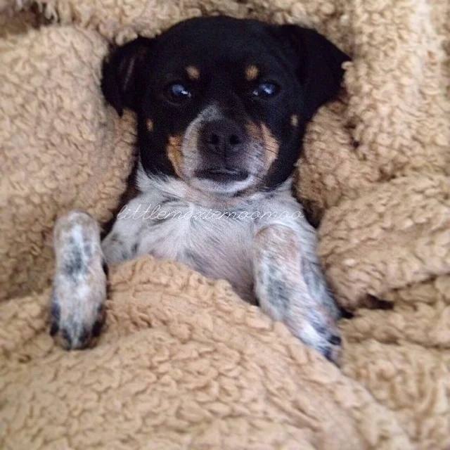 I’m gonna be honest, I’m not getting up. Bring me my food woman. #spoileddog #dinnerinbed #littlemoxiemoomoo #cheagle #dogsofaustin #dogsofinstagram–posted by littlemoxiemoomoo on Instagram