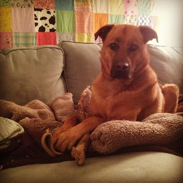 Guys, I’m telling ya…it’s an awesome stick! #highriseliving #whosehouseisthis #cutest #stick #comfy #thegoodlife–posted by pawticular on Instagram