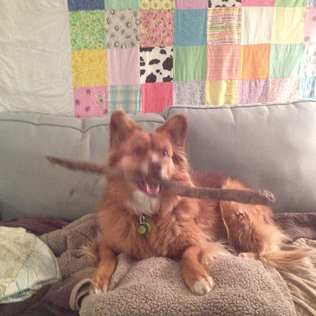 Hey! I have a really awesome stick! #cute #highriseliving #whosehouseisthis #nugget #dog–posted by pawticular on Instagram