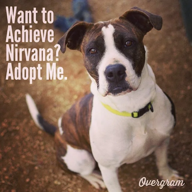 #Nirvana wants to fill your life with happiness and serenity. Meet this spayed 2-year-old at #TLAC (1156 Cesar Chavez in #ATX) in kennel 14 ๐ฟ๐ผ #Overgram #instagood #photooftheday #igers #rescue #flopdontcrop #rescuedogs #bulldogs #adoptme #shelterdogs #austinanimalcenter #buddhism #brindles #boxers #muttsrule #dogs–posted by hardluckhoundsaustin on Instagram