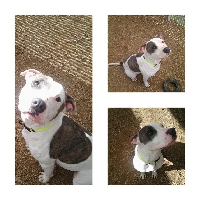 Meet Kaya, 1 year old, adoreable adopt-a-bull! Clearly overwhelmed by the shelter setting, sweet little nugget. #upforadoption #endbsl #stopbreeding #startsaving #saveashelterdog #savealife #bslsucks #dontshopadopt #adoptdontshop #nokill #rescuedismyfavoritebreed #kindnessmatters #atx #austin #dogsofinstagram #muttsofinstagram
Town Lake Animal Center
1156 W. Cesar Chavez
#austin #texas–posted by luv_for_pitbulls on Instagram