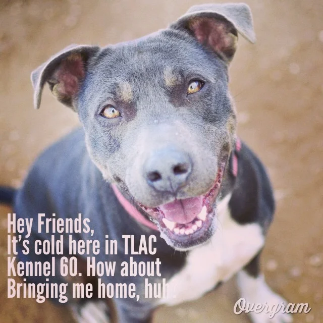 Sweet Silkie can’t believe how #cold it is - isn’t #Texas supposed to be a hot state?! Even if you can’t #adopt or #foster long term, you can take #shelterdogs like Silkie home for overnights after filling out a fast foster form at getapetnow.com - the #pups SO appreciate a break from their cold concrete kennel! #Overgram #instagood #photooftheday #dogsrule #rescuedogs #nokill #instagramhub #tlac #adoptme #smiles #austinanimalcenter #bestoftheday #cutie #mutts #pittiesrule #staffies #texasdogs–posted by hardluckhoundsaustin on Instagram