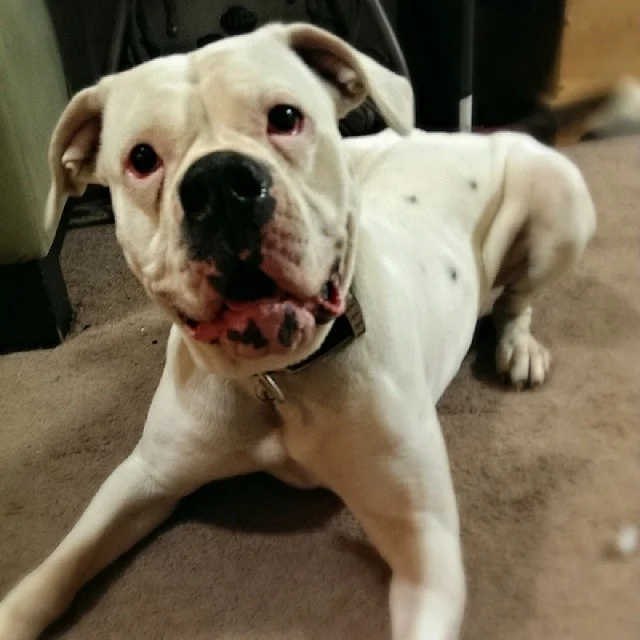 Newest board and train Athena #americanbulldog #adoptme #crazydog #austin #rufflife–posted by atx_k9 on Instagram