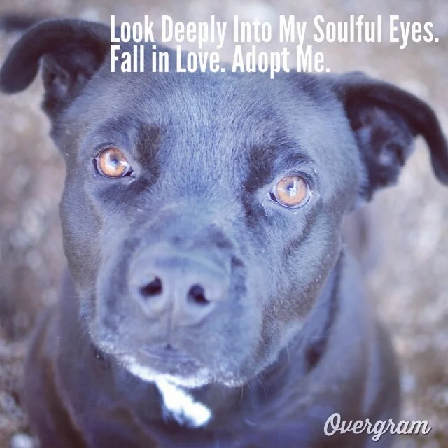 Don’t you want this #PreciousFace in your life? Bishop wants to meet you! He’s in kennel 7 at TLAC (1156 Cesar Chavez in #ATX)❤️🐾 #Overgram #instagood #photooftheday #igers #muttstagram #instadaily #austinanimalcenter #blackdogs #staffies #eyes #cutiepie #bestoftheday #igdaily #dogmemes #instagramers #shoutout #heartbreaker–posted by skylinepetcare on Instagram