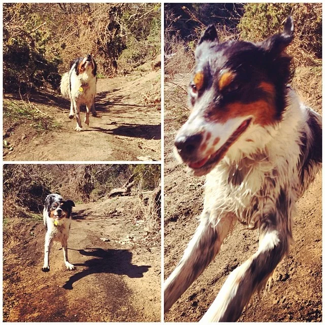 Chuy being Chuy #thenakeddog #austin #hiking #boarding #training #atx #dogsofaustin #dogsofinstagram–posted by thenakeddog on Instagram