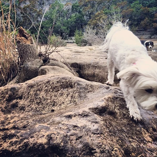 Daisy in the Greenbelt #thenakeddog #austin #hiking #boarding #training #atx #dogsofaustin #dogsofinstagram–posted by thenakeddog on Instagram