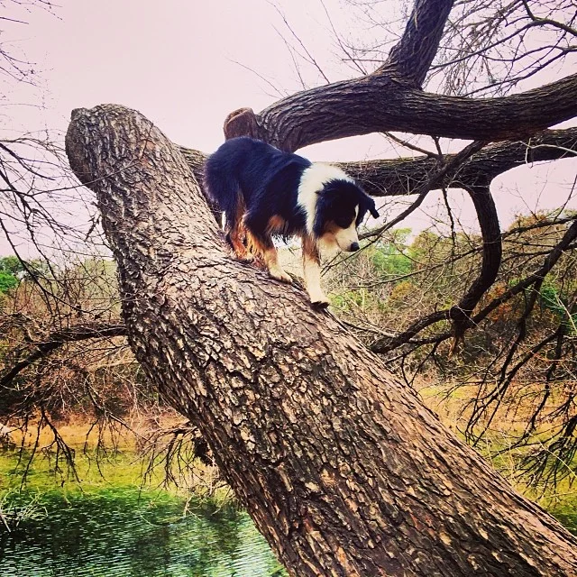 To catch the squirrel, you must think like the squirrel. To think like the squirrel, you must become the squirrel #thenakeddog #austin #hiking #boarding #training #atx #dogsofaustin #dogsofinstagram–posted by thenakeddog on Instagram