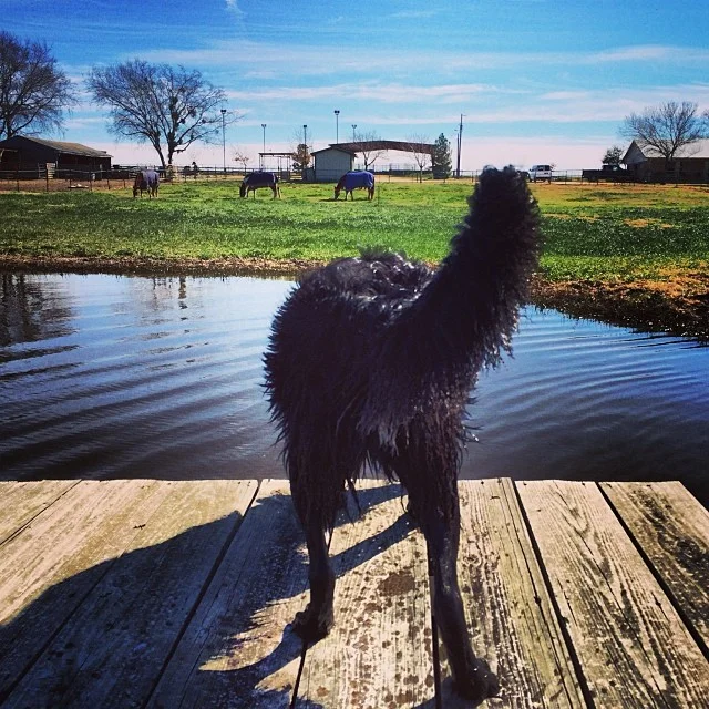 On the dock #thenakeddog #austin #hiking #boarding #training #atx #dogsofaustin #dogsofinstagram–posted by thenakeddog on Instagram