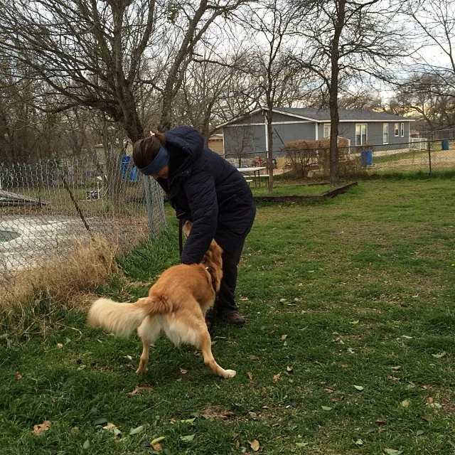Phineas getting his morning “rub down” from Debbie. #trainingbytara –posted by trainingbytara on Instagram