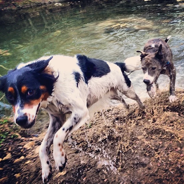 Sisters taking a dip on an icy Austin day #thenakeddog #austin #hiking #boarding #training #atx #dogsofaustin #dogsofinstagram–posted by thenakeddog on Instagram