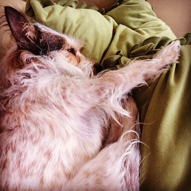 How Sparky spends snow days-(sideways) downward dog #sparkydog #scruffy #walkyourdogaustin #dogsofinstagram @thesparkydog–posted by lumerus on Instagram