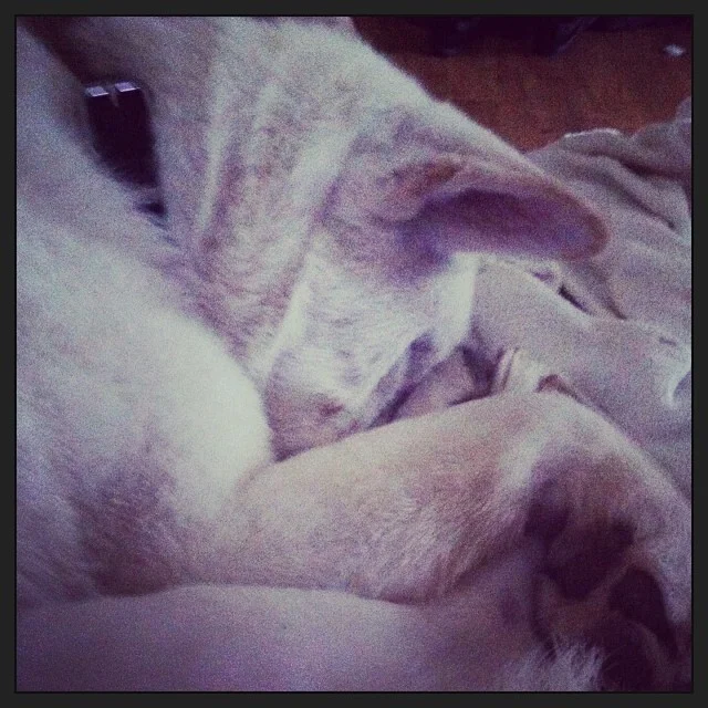 Nope! No way I’m going out there today, so I’ll just lay here and sleep! #atxiceday #austiniceday–posted by geencee on Instagram