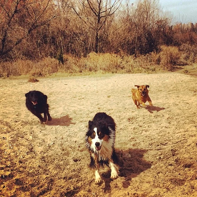 Smiles all around #thenakeddog #austin #hiking #boarding #training #atx #dogsofaustin #dogsofinstagram–posted by thenakeddog on Instagram