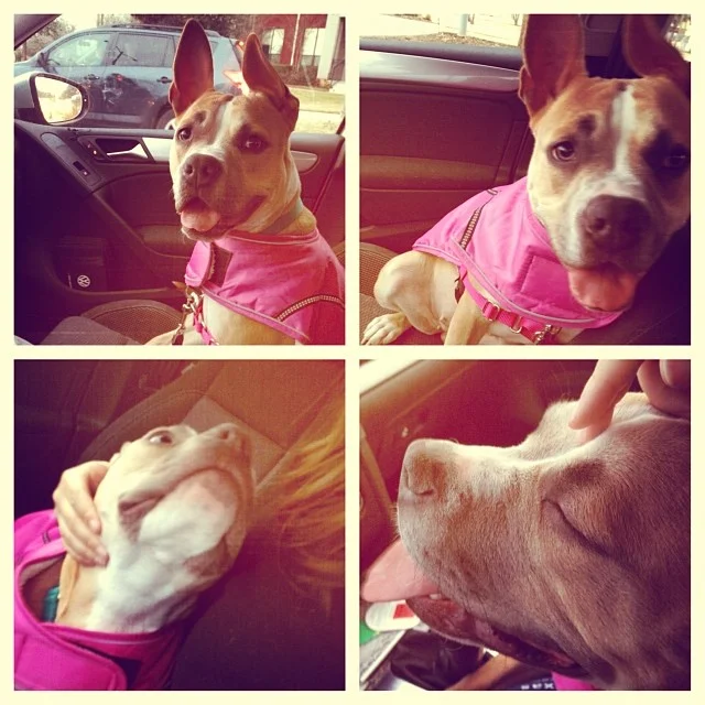 Shasta. A dog so adorable she turns getting stuck behind a bus in traffic into cuddle time. If you need someone to keep you warm with all this winter we’ve been having, she is thrilled to oblige!! #shasta #adoptable #dog #austinanimalcenter #dogsoutloud #staffie #bostonterrier #adorable #cuddly #smoochable #shelterdog #atx #atxdogs #dogsofinstagram #upforadoption #wigglygirl–posted by dogsoutloud on Instagram