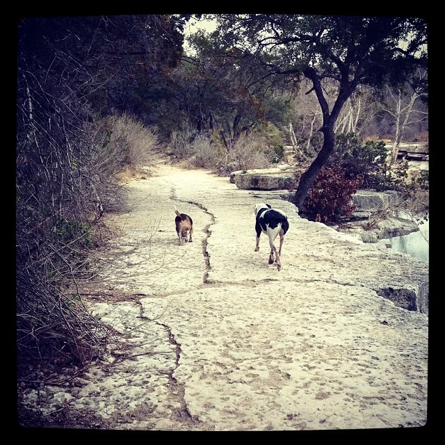 #bestfriends on a winter hike. #bullcreek #austin #dogs #dogstagram #beagle #pitbull #atx–posted by saramaic on Instagram