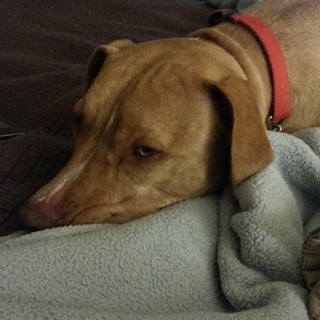 She actually looks sleepy. That *never* happens. #dogsofinstagram –posted by julesandjemma on Instagram