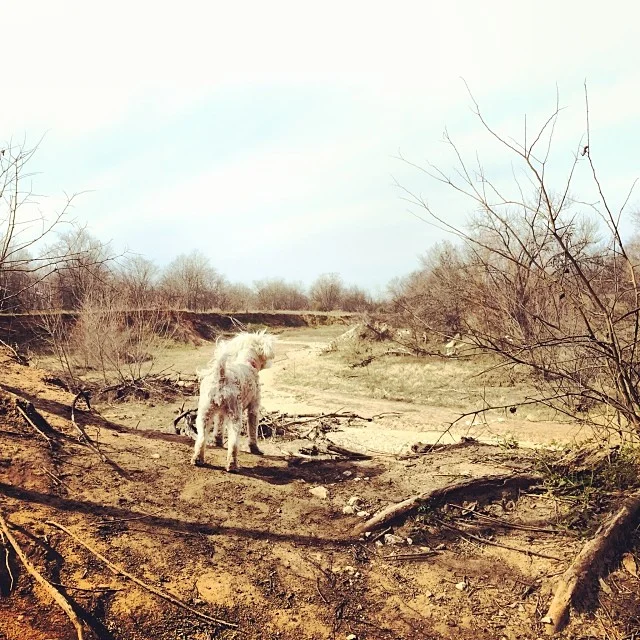 Daisy overseeing her kingdom #thenakeddog #austin #hiking #boarding #training #atx #dogsofaustin #dogsofinstagram–posted by thenakeddog on Instagram